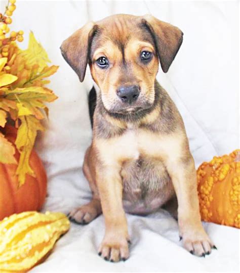Thirty korean dogs and puppies that otherwise might have been someone's dinner are getting a new lease on life this week after humane society officials rescued the canines and brought them to san diego. Pin by California Labradors, Retrieve on Puppy=ville ...
