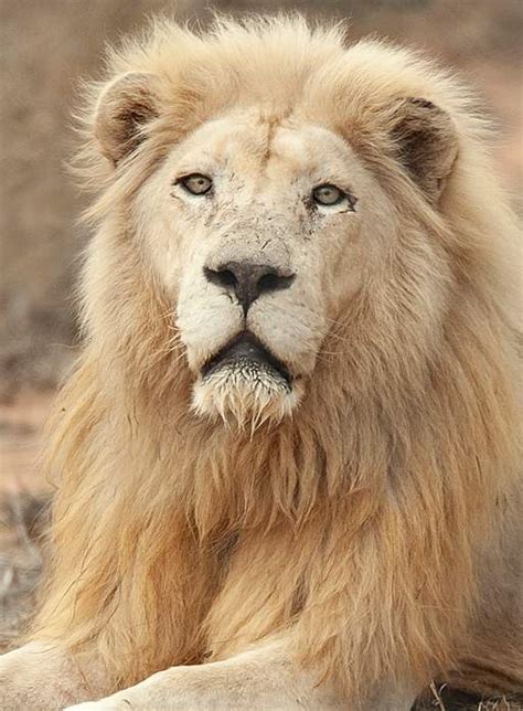 Global White Lion Protection Trust Saving The White Lions