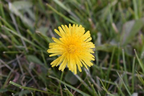 A Dandelion Bloom Stock Image Image Of Meadow Background 169783769
