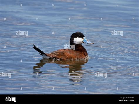 Ruddy Duck Male In Breeding Plummage Stock Photo Alamy