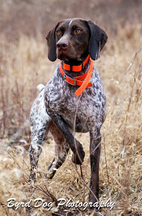 German short hair pointers.the mother is large for the breed as well as the father. Adventures of a GSP Hunting Dog: Our Dogs