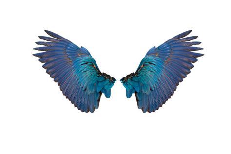 25200 Macaw Wings Fotos De Stock Imagens E Fotos Royalty Free Istock