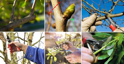 Details 48 Cuál Es La Mejor Epoca Para Podar árboles Frutales Abzlocalmx