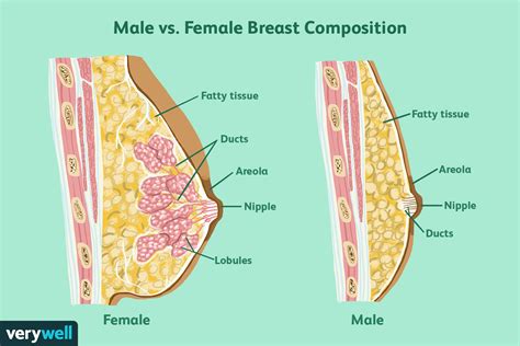 This is a list of female celebrities who were born under the star sign cancer. Male Breast Cancer | medcaretips.com