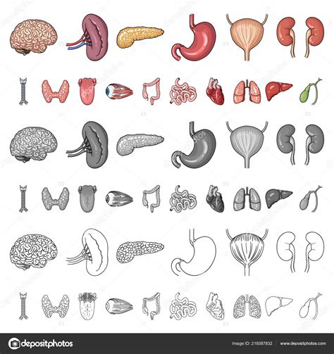 Human Organs Cartoon Icons In Set Collection For Design Anatomy And