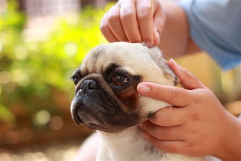 All The Reasons Your Dogs Ears Smell Great Pet Care