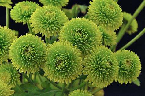 Miniature Green Mums Miniature Chrysanthemums In Green Flickr