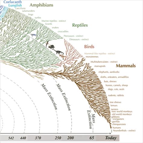Infographic Humans Are Just A Twig On The Tree Of Life