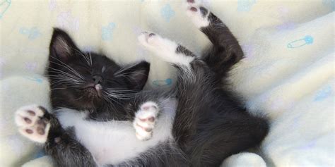 Maybe you would like to learn more about one of these? These Cats Sleep Like Humans, And They Get More Rest Than ...