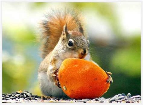 Wild Animals Images Cute Squirrels Wallpaper And