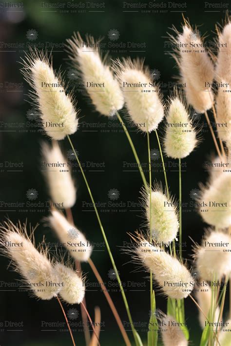 Ornamental Grass Lagurus Ovatus Bunny Tails Ornamental Grass