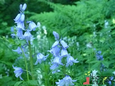 Aug 05, 2021 · the adonis blue cultivar of butterfly bush is a true blue. Summer Flowers From Our Garden-Can You Name Them ...