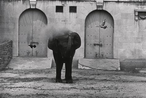 Untitled Elephant Blowing Dust On His Back • Moca