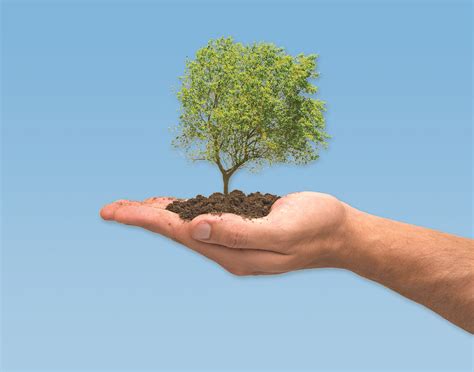 Consejos Para Plantar Un árbol Ideas Para Jardines Y Decoración