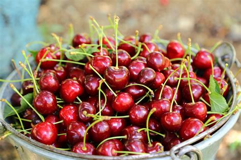 Cherry Import Season In China Was Challenging For Everyone
