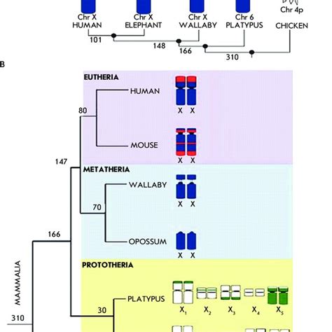 The Origin And Evolution Of The Mammalian X Chromosome А Genes Of The