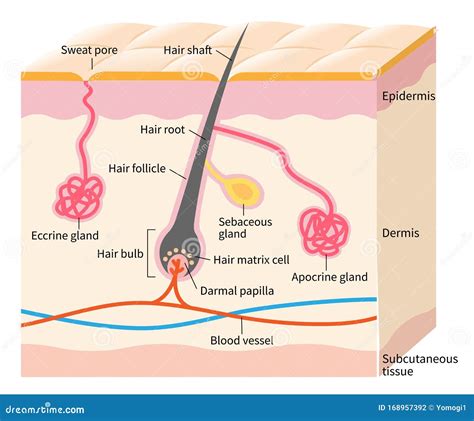 Human Skin Layered Epidermis With Hair Follicle Vecto