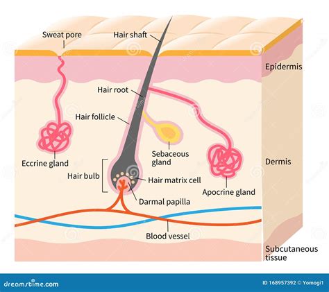 Structure Apocrine Sweat Gland Infographics Vector Illustration On