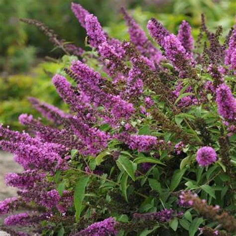 Buddleia Davidii Butterfly Tower Outdoor Shrub Free Uk Delivery