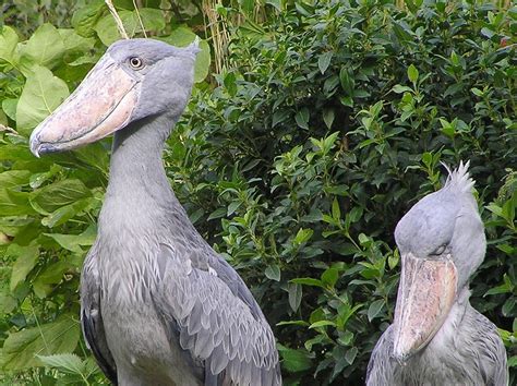 50 Facts About The Shoebill Stork A Large And Strange Bird Owlcation