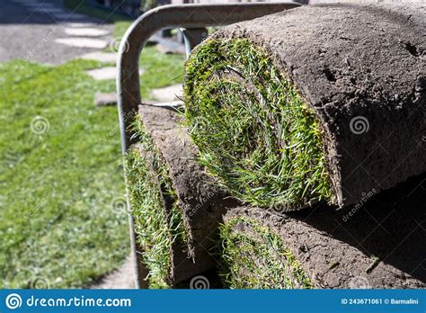 Making Of Natural Green Lawn In Garden With Rolls Of Green Grass