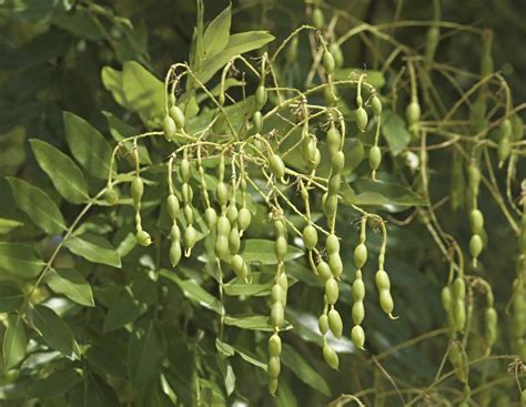 Japanese pagoda tree styphnolobium japonicum stock photo image of compound deciduous 119775282. Styphnolobium japonicum (Sophora japonica)|Japanese pagoda ...