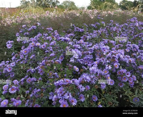 A Mass Of Purple Michaelmas Daisies Asters In The Autumn Borders Of