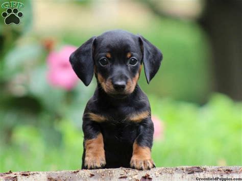 Dachshund Puppies For Sale Greenfield Puppies
