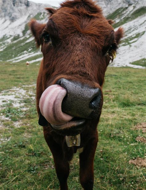 Portrait Of Cow Sticking Out Tongue While Standing On Grassy Field