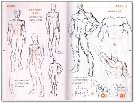 Training your back does a lot more than build muscle. Back Muscles Drawing Reference Anime / Bring Energy And ...