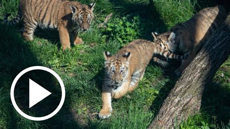 Visit The Tiger Cubs At Cleveland Metroparks Zoo