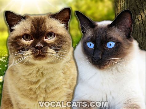 Siamese British Shorthair Mix Complete Guide Vocal Cats