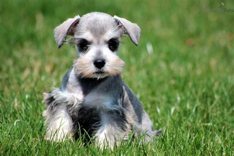 Originally, he was meant to be used as a little farm dog with the ability to track and catch all sorts of vermin. Miniature Schnauzer Puppies For Sale Cheap Near Me