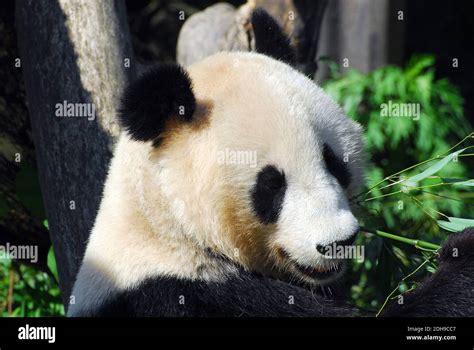 Giant Panda Großer Panda Pandabär Ailuropoda Melanoleuca óriáspanda