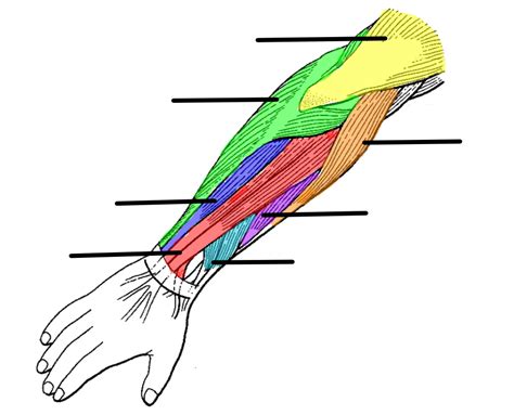 Posterior Arm Muscles Diagram Quizlet