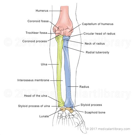 Forearm Bones Medical Art Library