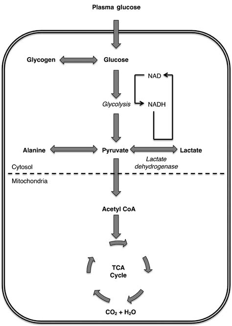 Lactic Acidosis An Update