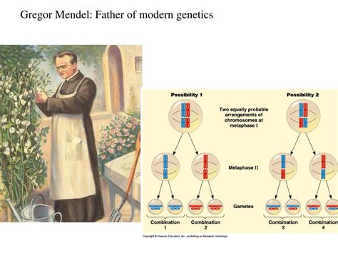 Ppt Gregor Mendel Father Of Modern Genetics Powerpoint Presentation