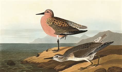 Audubons Iconic Birds Audubon