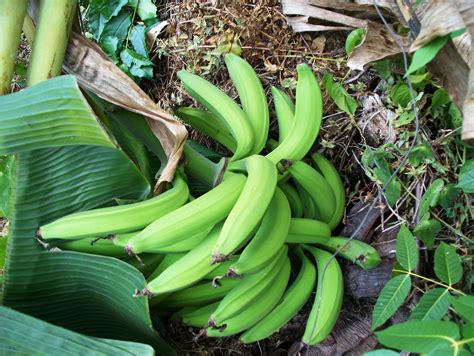 How To Grow Plantains Plantain Plant Tropical Food Kiwi Growing