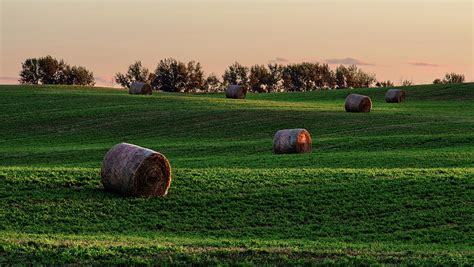 Contours Hay Bales On A Rolling Nd Alfalfa Field At Sunset Photograph