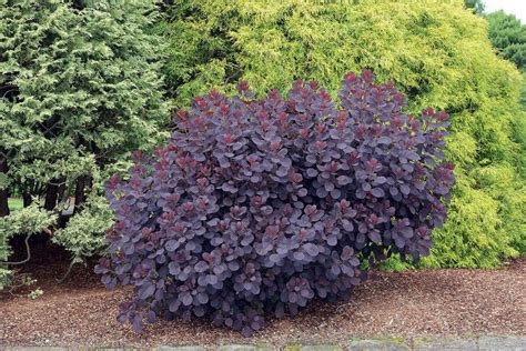 Cotinus coggygria royal purple) cotinus coggygria royal purple) — листопадный кустарник высотой 1,5 — 3 м с раскидистой кроной и декоративными листьями. Cotinus coggygria Royal Purple