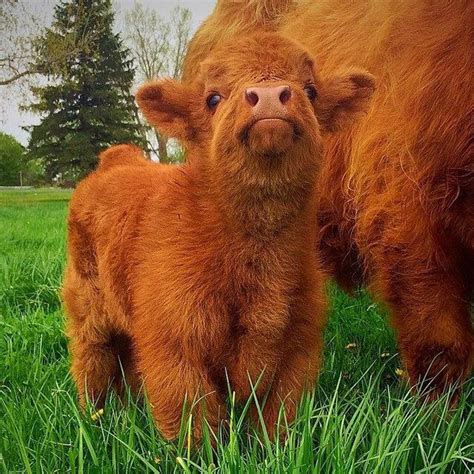 21 Highland Cattle Calf Photos To Bring A Smile To Your Day Fluffy