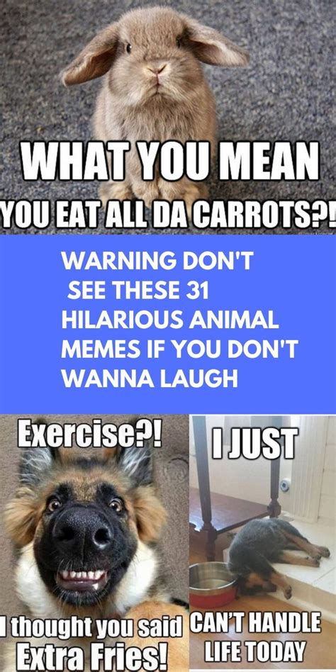 Warning Don't see these 31 Hilarious Animal Memes If you don't wanna ...