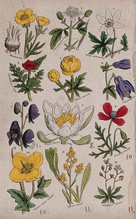 Twelve British Wild Flowers With Their Common Names Coloured Engraving