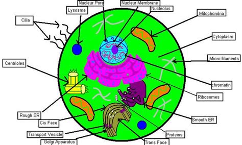 Free animal cell and plant cell coloring pages. 5 Creative Ways to Teach the Cell