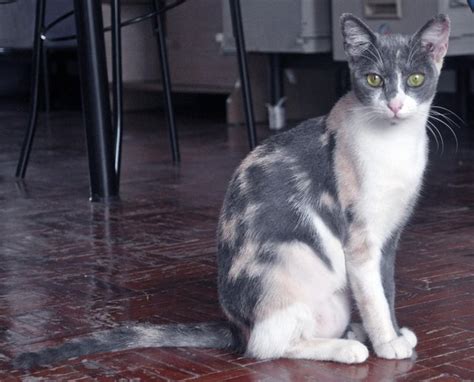 Russian Blue Calico Cat Adopted 9 Years 5 Months Cherie Blossom