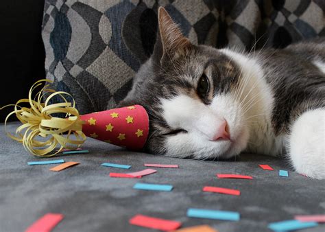 Other times of the year, camel costumes can still be great fun. 21 Tiny Fashionable Hats You Can Make For Your Cat