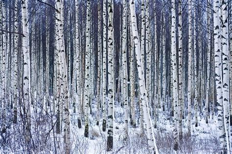 Birch Forest Snow Trees White Winter Image 83470