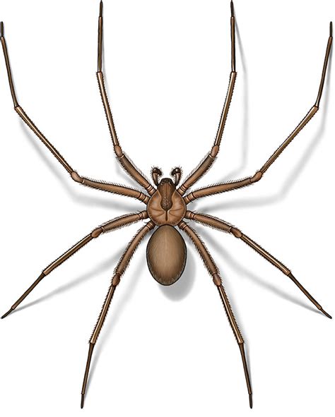 Brown Recluse Spider • Ecologic Entomology